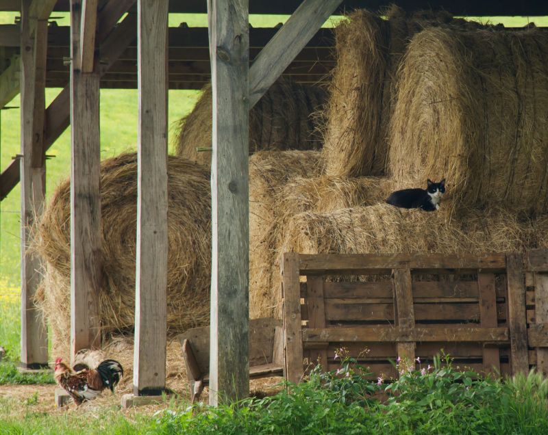 Barn Installation in Kansas City, KS